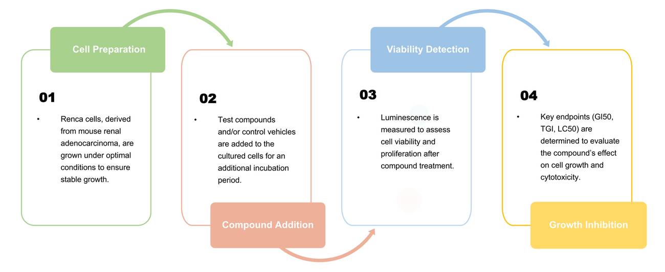 Fig.1 Procedure of renal cell-based proliferation assay. (Creative Biolabs Original)