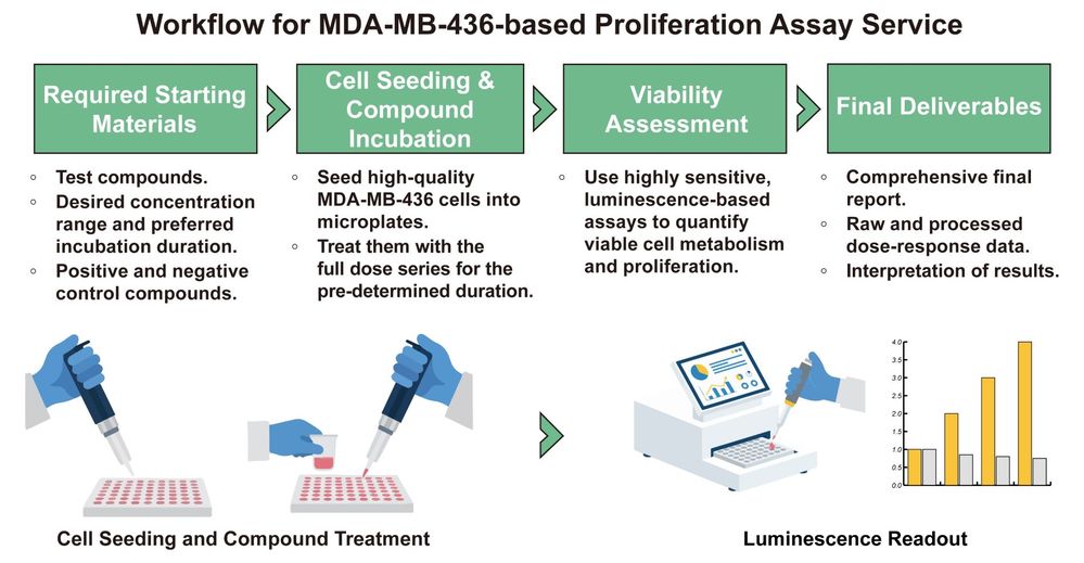 A simple procedure for human breast cell MDA-MB-436 based proliferation assay service. (Creative Biolabs Original)