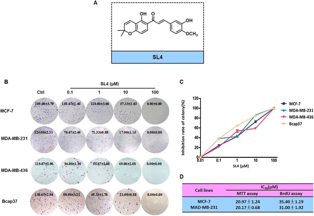 Fig.1 SL4 blocks proliferation and colony-forming ability in breast cancer cells. (OA Literature)