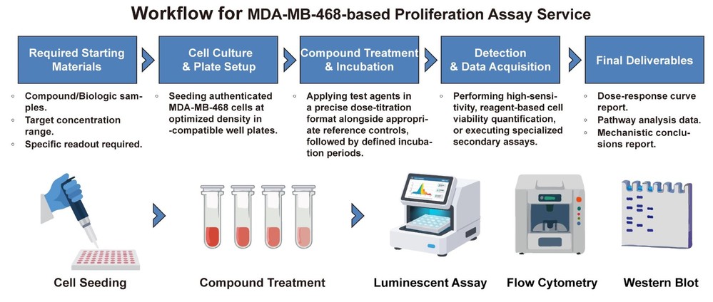 A simple procedure for human breast cell MDA-MB-468 based proliferation assay service. (Creative Biolabs Original)