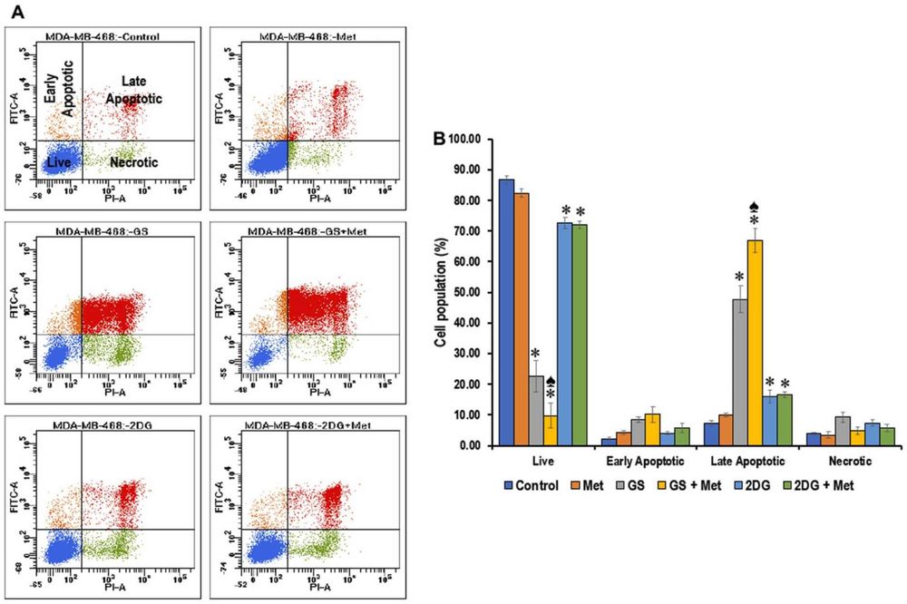 Fig.1 Effect of metformin on cell death in glucose-starved or 2DG exposed MDA-MB-468 cells. (OA Literature)