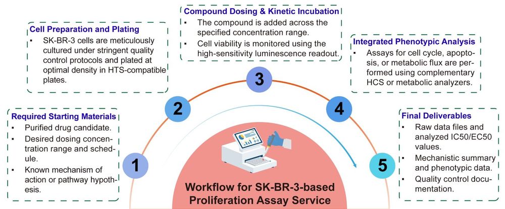 A simple procedure for human breast cell SK-BR-3 based proliferation assay service. (Creative Biolabs Original)