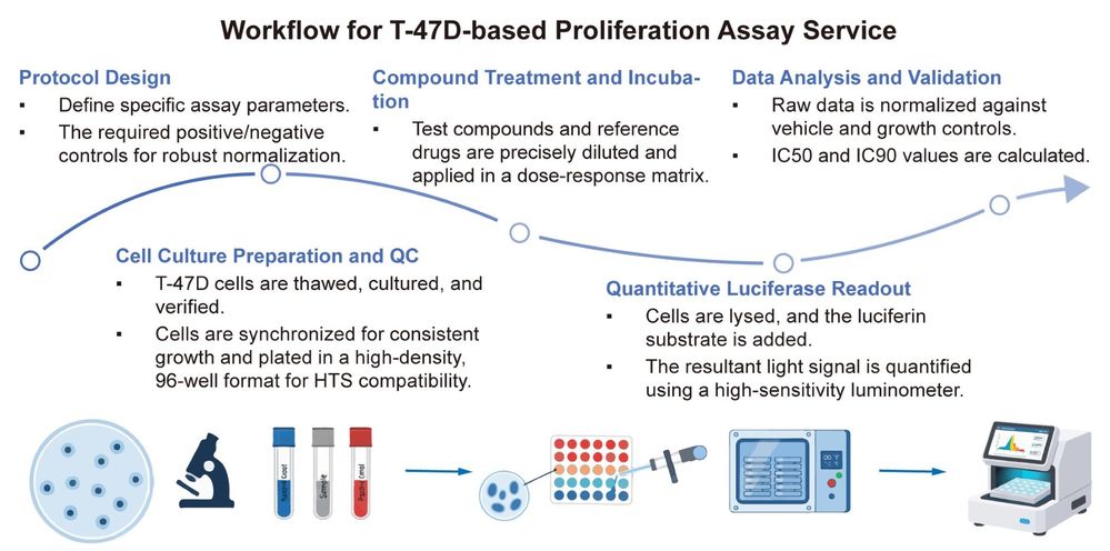 A simple procedure for human breast cell T-47D based proliferation assay service. (Creative Biolabs Original)