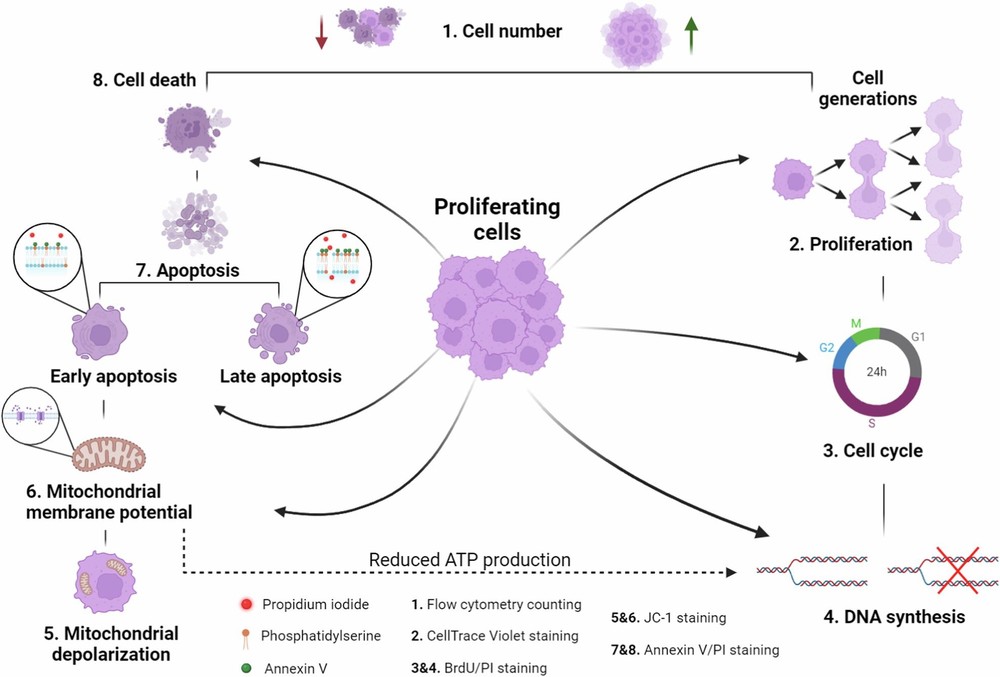 Fig.1 The Determinants of cell number: Proliferation and death. (OA Literature)