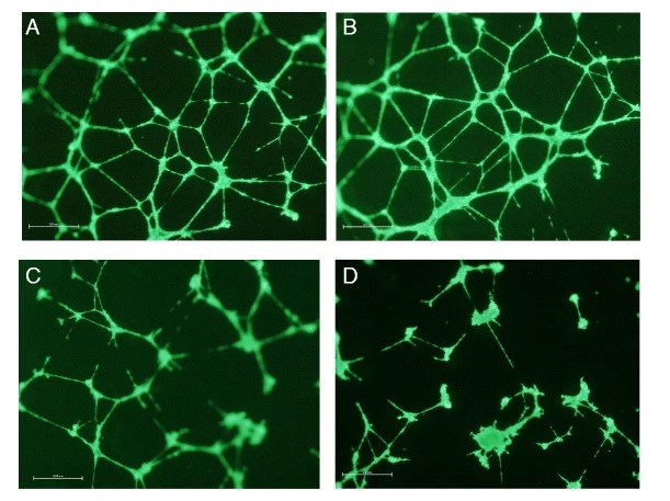Fig.1 Angiogenesis assay.