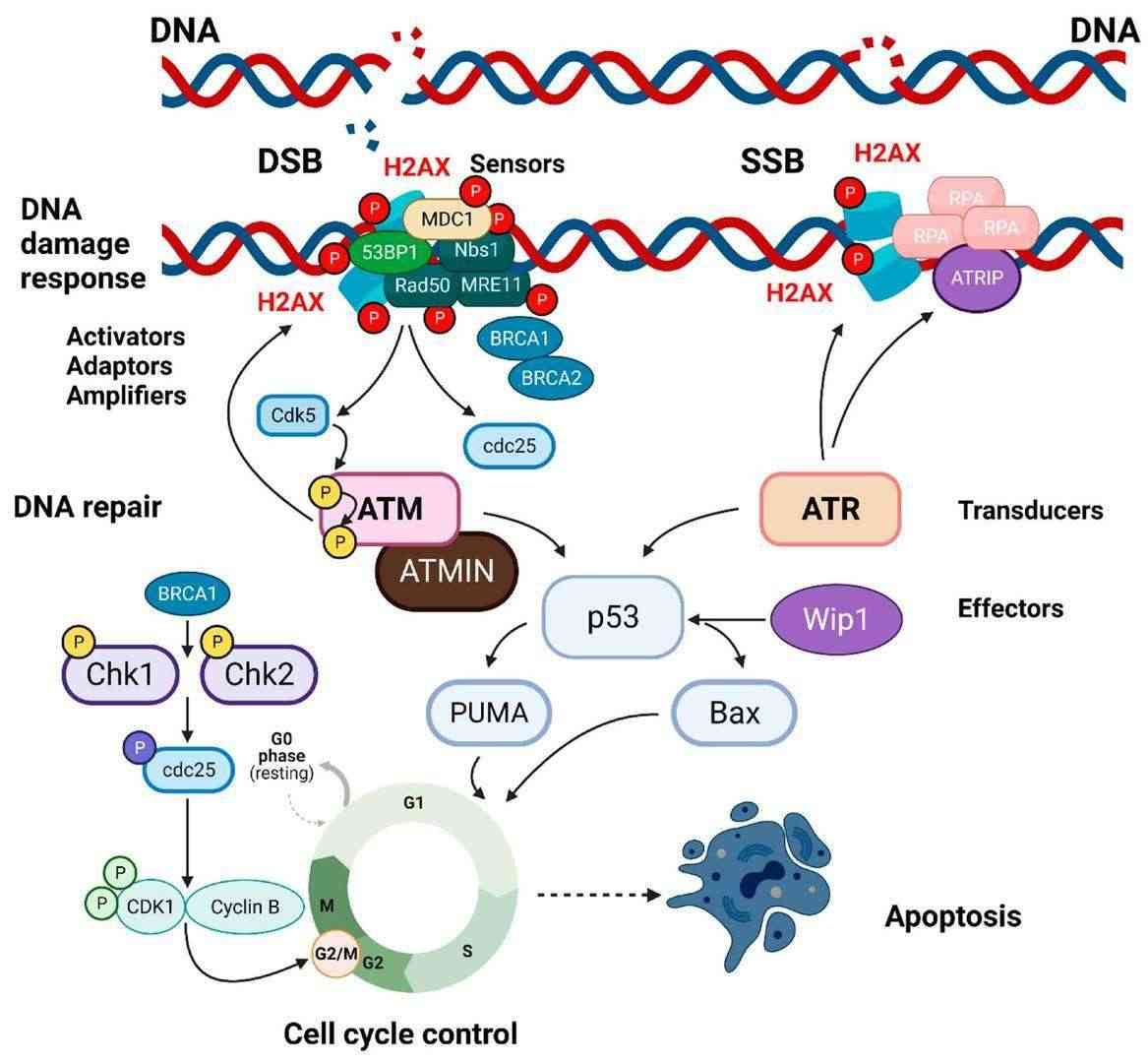 Fig.1 DNA damage response and DSBs.