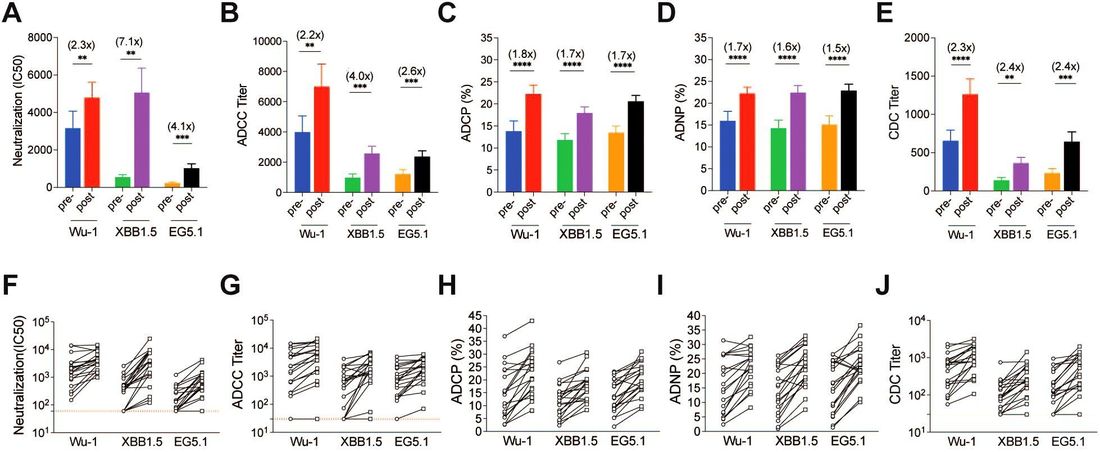 Fig.2 SARS-CoV-2 antibody responses to Wu-1, XBB.1.5, and EG.5 following XBB.1.5 booster vaccination. (OA Literature)