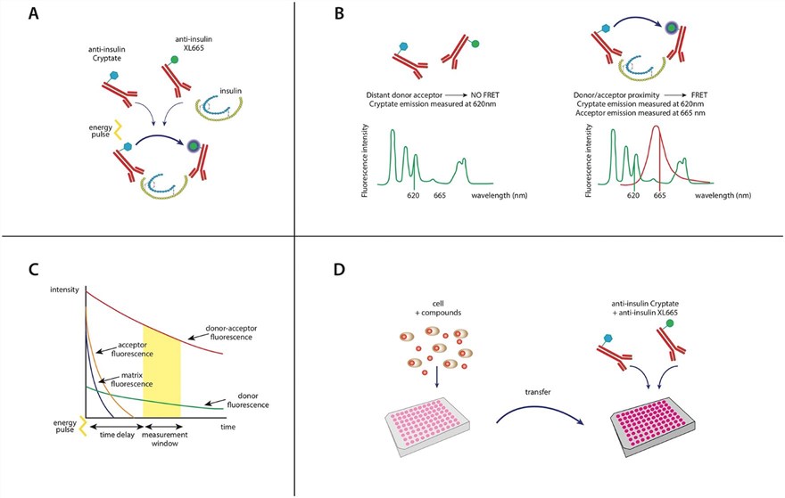 Fig.1 Detection of insulin release by TR-FRET. (OA Literature)