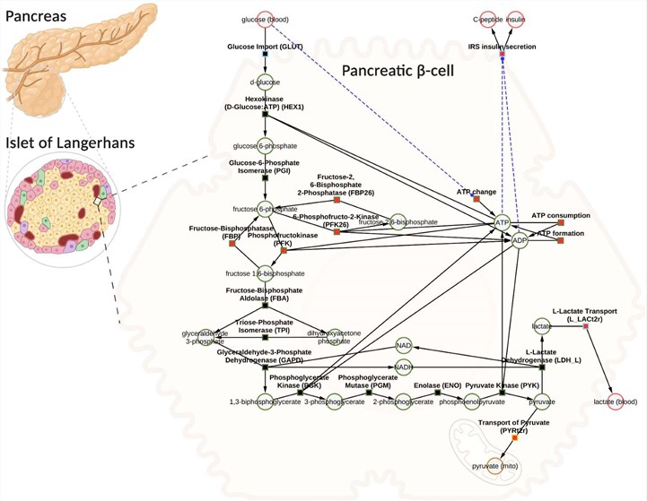 Fig.1 A computational framework for simulating glucose-stimulated insulin secretion. (OA Literature)