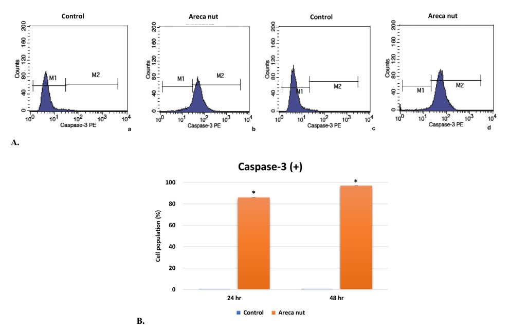Fig.1 Flow cytometry analyzed the effect of areca nut on caspase-3 activity in HSC-2 cells.