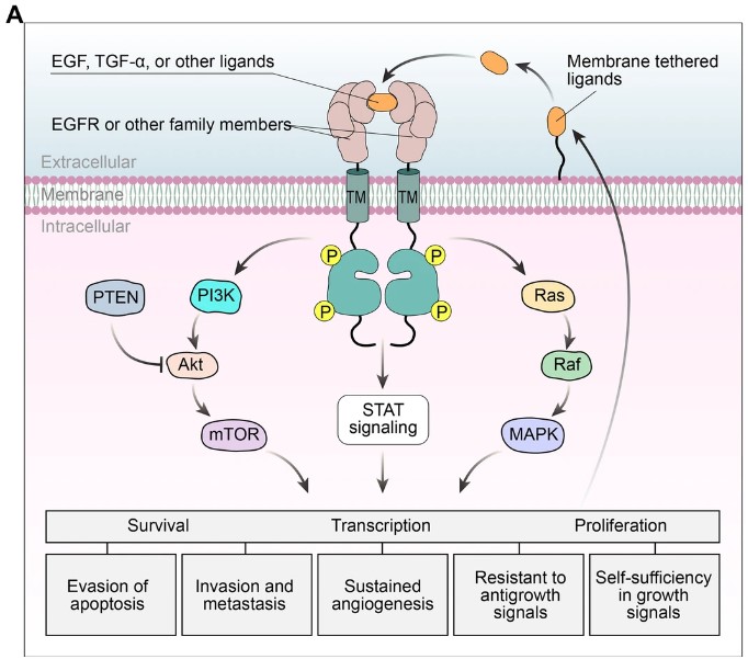 Fig.1 EGFR structure and functions.