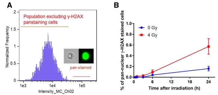 Fig.2 Detection of γ-H2AX stained cells.