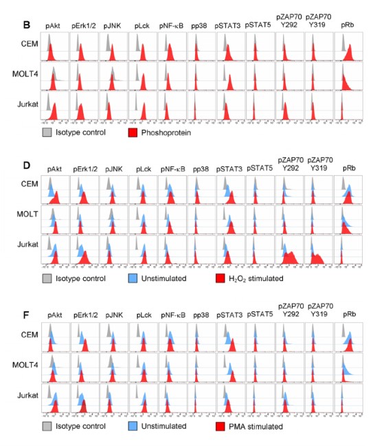 Fig.1 Phosphorylation profile analysis.