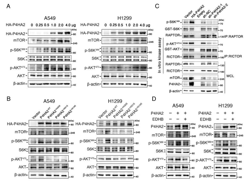 Fig.1 Immunoblot analysis.