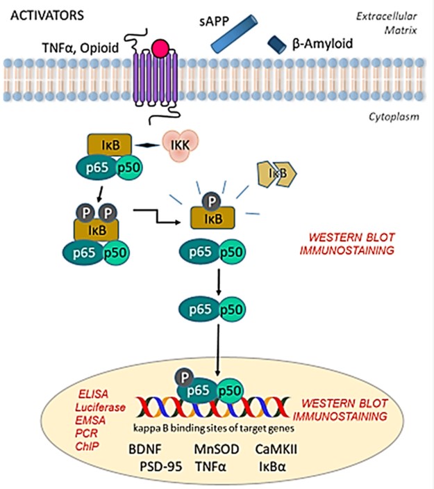 Fig.1 NF-κB signaling pathway.