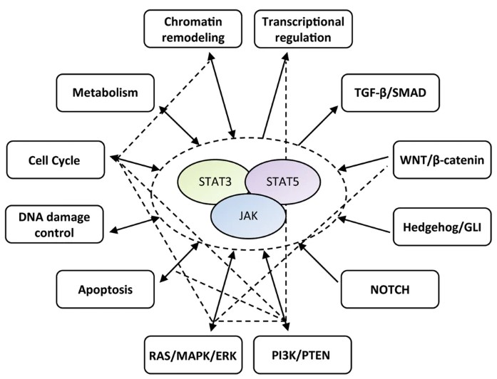 Fig.1 STAT5 signaling with core cancer pathways.