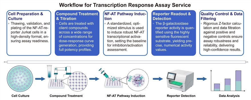 A simple procedure for transcription response assay service. (Creative Biolabs Original)