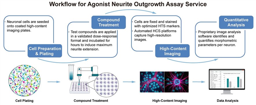 A simple procedure for agonist neurite outgrowth assay service. (Creative Biolabs Original)