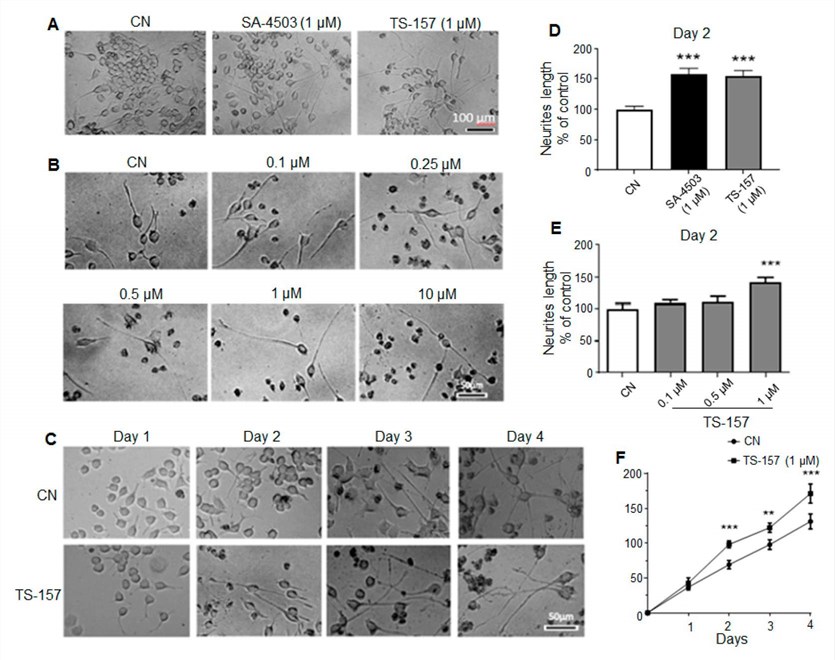 Fig.1 TS-157 stimulates neuronal differentiation of N1E-115 neuroblastoma cells. (OA Literature)