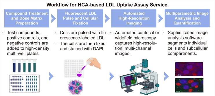 A simple procedure for HCA-based LDL uptake assay service. (Creative Biolabs Original)