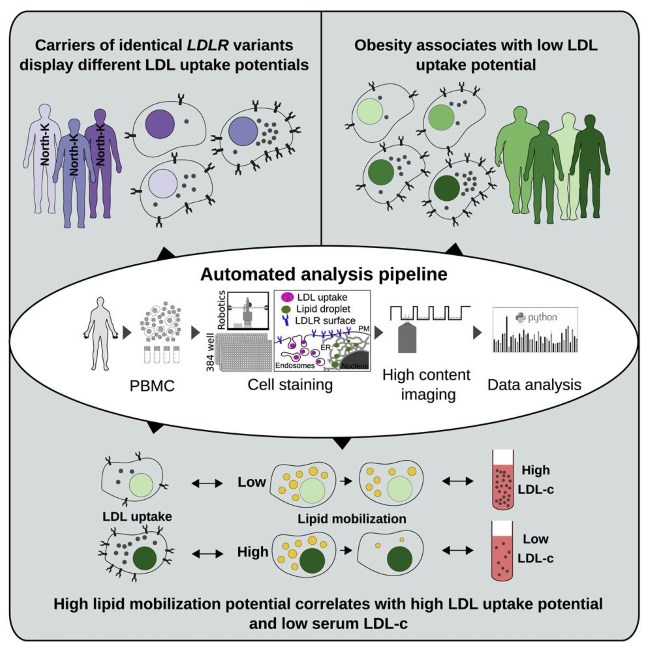 Fig.1 Investigating LDL uptake and metabolism with an automated high-content imaging pipeline. (OA Literature)
