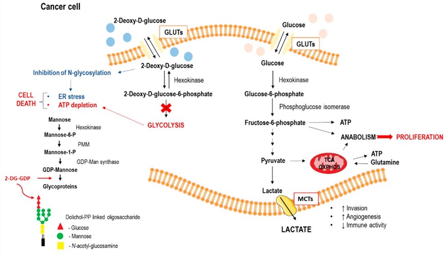 Fig.1 The role of 2-DG as a glycolytic inhibitor and therapeutic target. (OA Literature)