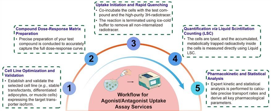 A simple procedure for agonist/antagonist uptake assay services. (Creative Biolabs Original)