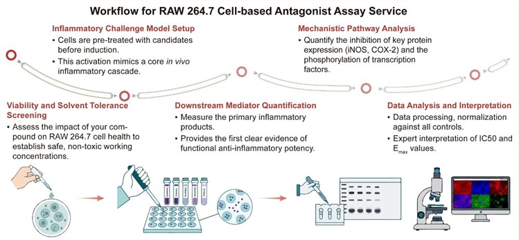 A simple procedure for RAW 264.7 cell-based antagonist assay service. (Creative Biolabs Original)