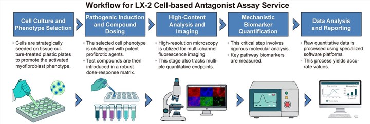A simple procedure for LX-2 cell-based antagonist assay service. (Creative Biolabs Original)