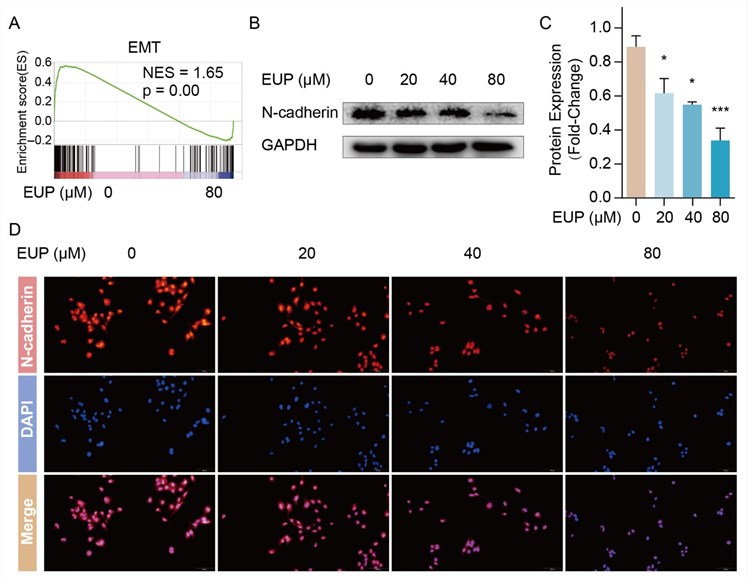 Fig.1 Inhibition of HSC activation by eupatilin via targeting EMT. (OA Literature)
