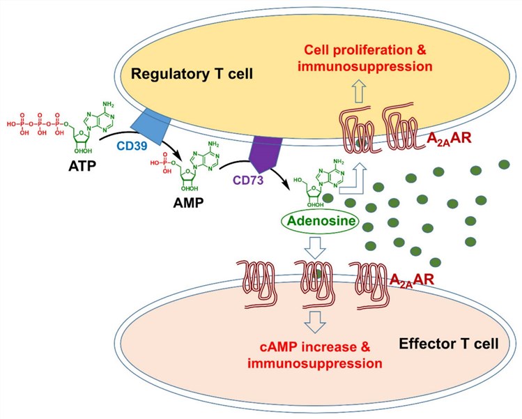 Fig.1 The immunostimulatory action of A2AAR antagonists in the TME. (OA Literature)