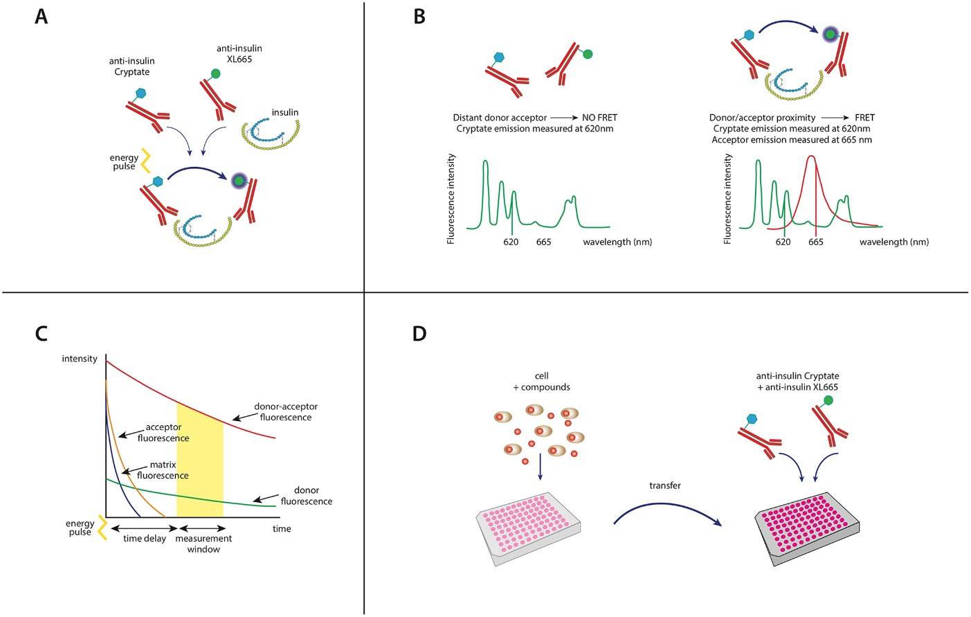 Fig.1 Detection of insulin release by TR-FRET. 
