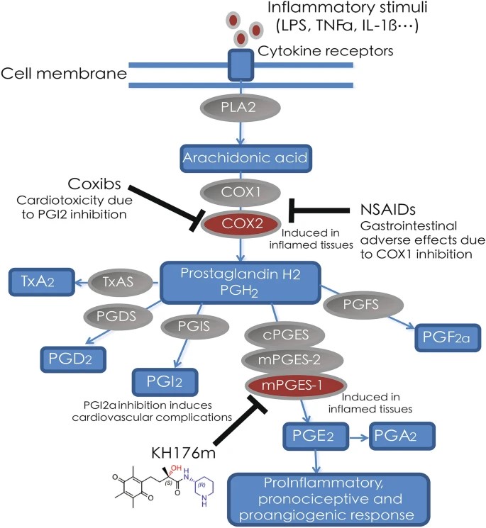 Fig.1 Synthesis pathways of PGE2. 