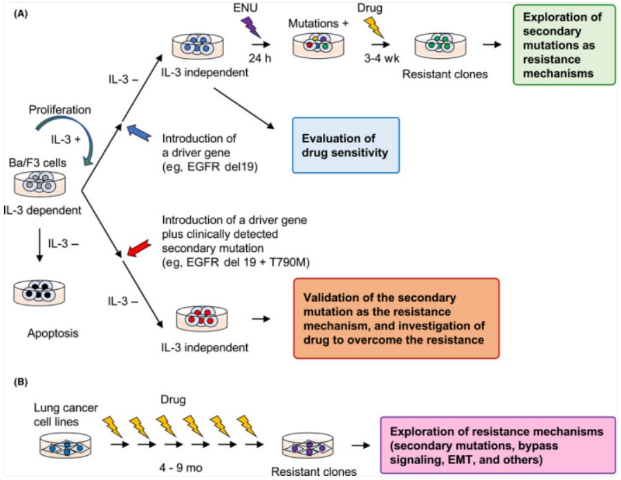 Fig.1 Cellular effects mediated by protein kinases. (OA Literature)