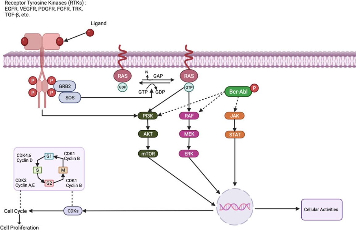 Fig.1 Cellular effects mediated by protein kinases. (OA Literature)