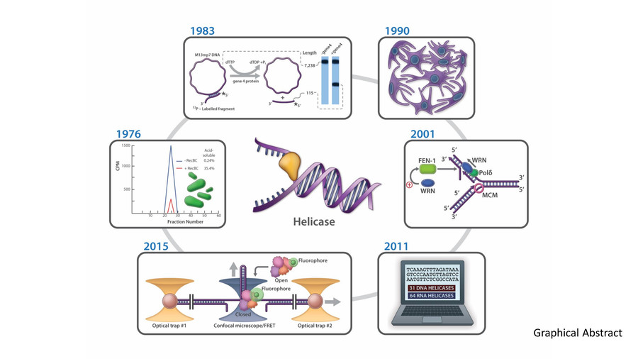 Fig.1 DNA Helicases. (OA Literature)