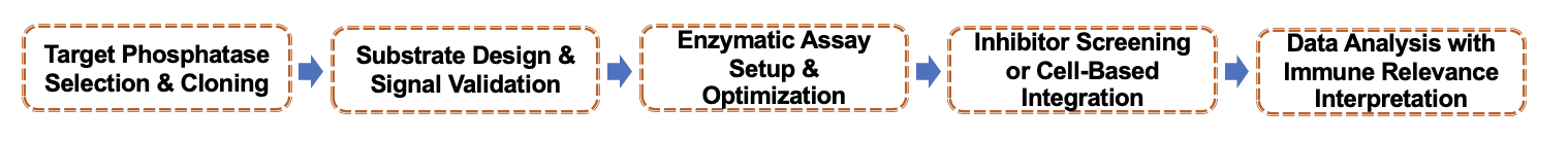 Fig.1 Service Workflow. (Creative Biolabs Original)
