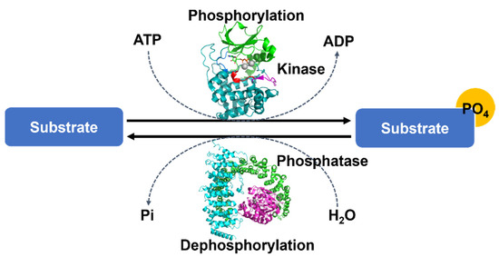 Fig.1 Protein phosphorylation. (OA Literature)