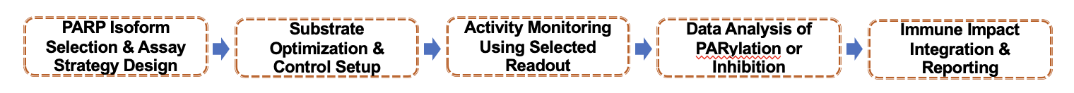 Fig.1 Service Workflow. (Creative Biolabs Original)