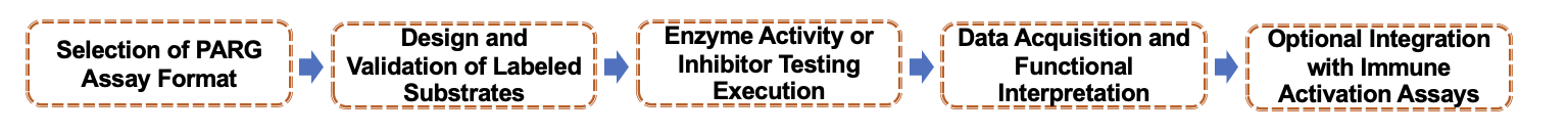 Fig.1 Service Workflow. (Creative Biolabs Original)