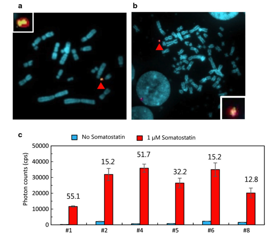 Fig.1 Evaluation of luciferase activity of Eluc-N-ARRB1 expressed in CHO and HEK293 cells using the MAC vector. (OA Literature)