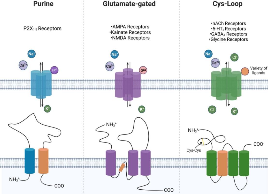 Various Ligand-gated ion channels. (OA Literature)