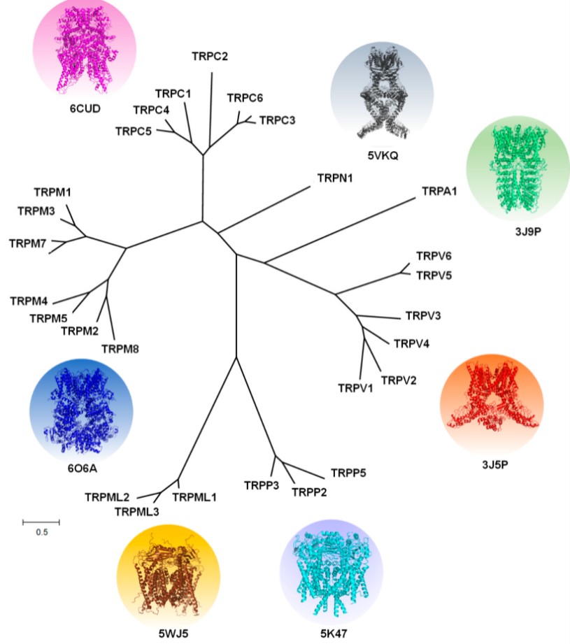 Phylogenetic tree of TRP channels. (OA Literature)