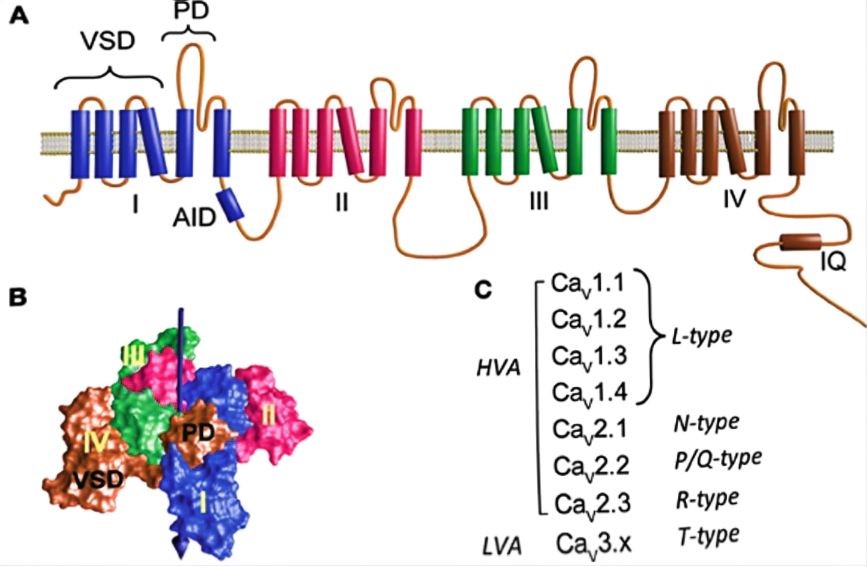 Structure of voltage-activated calcium channels. (OA Literature)