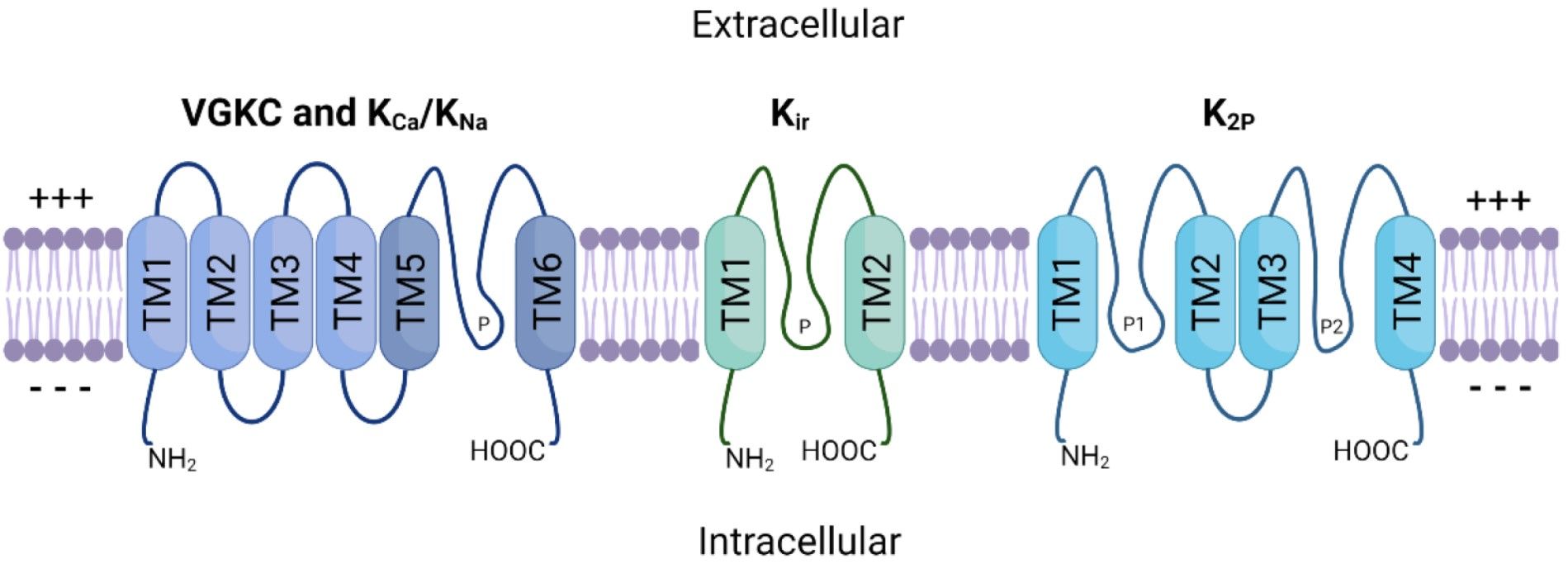 Structure of potassium ion channels. (OA Literature)