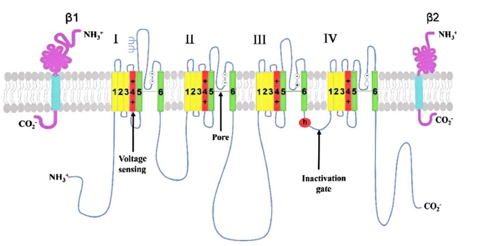 Voltage-activated sodium channels. (OA Literature)