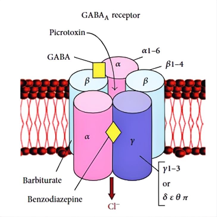 Structure of GABAA channels. (OA Literature)