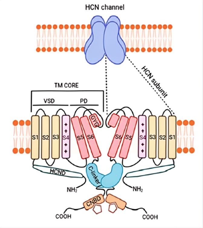HCN channel structure. (OA Literature)