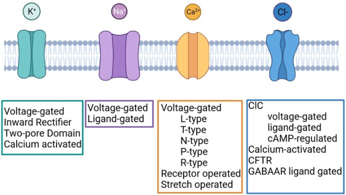 Classification of potassium, sodium, calcium and chloride channels. (OA Literature)
