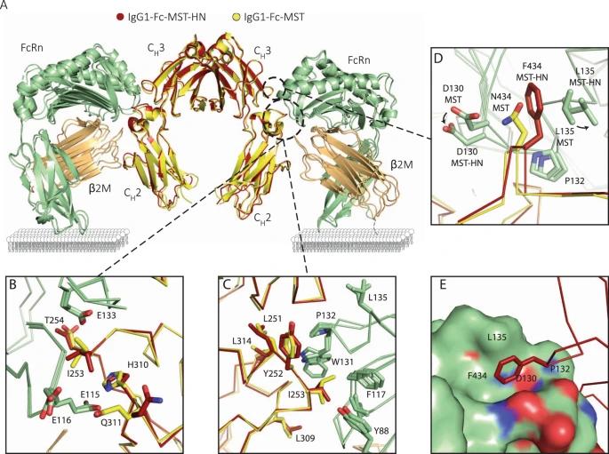Fig.1 Superposition of FcRn:β2M complexes with Fc-MST and Fc-MST-HN. (OA Literature)
